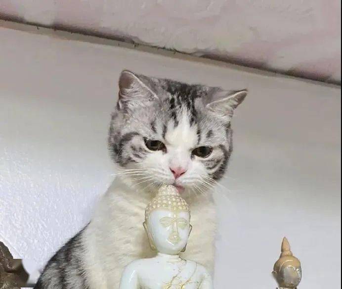 猫一脸虔诚的舔着佛头,这是有事相求?