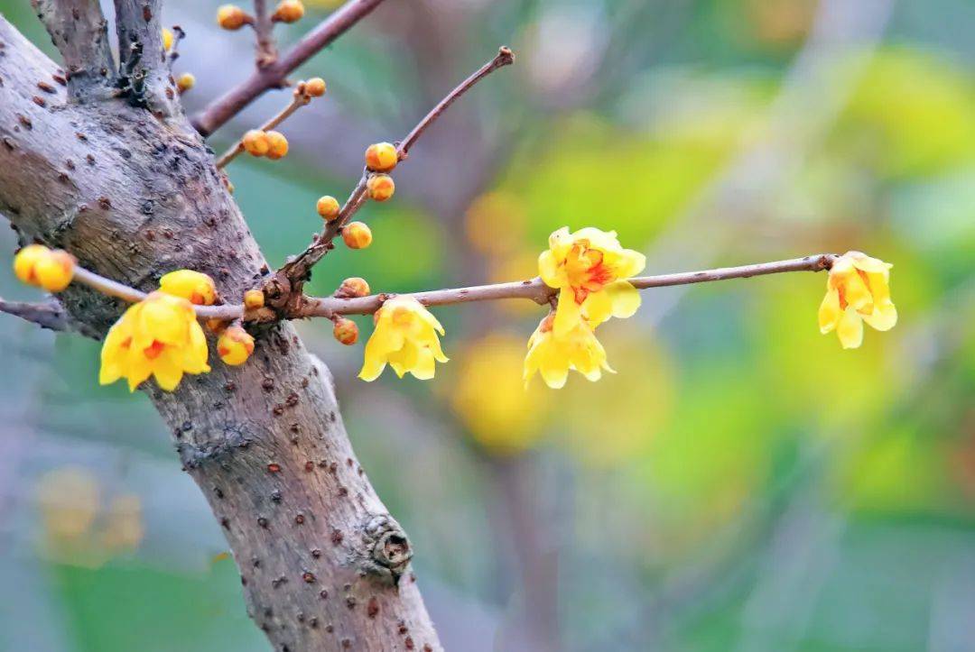 却是这种花开得最美的时节……_黄梅花