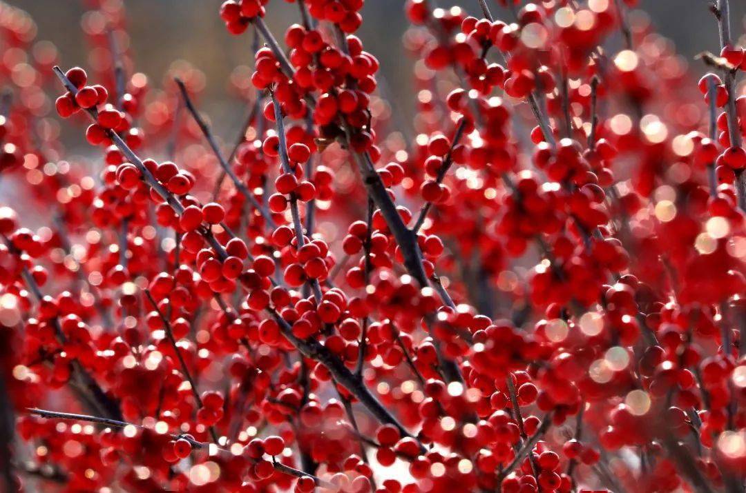 北美冬青,冬日里枝头跳动的火焰