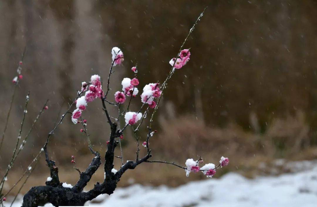 雪中梅,傲雪凌霜