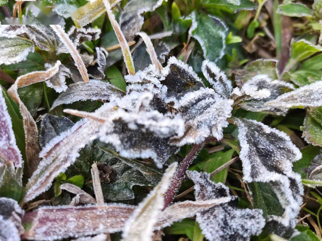 云浮南山公园出现霜冻啦2021年第一天最低气温1