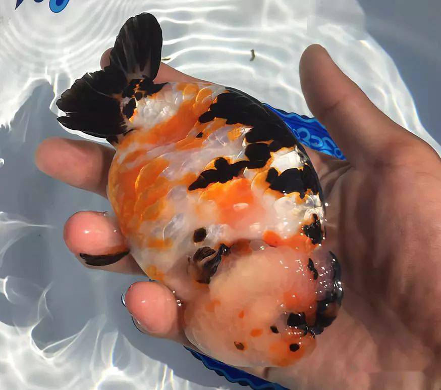 马上加下方微信咨询 奶牛,水墨,重墨, 三色,虎皮,麒麟等 各种花色