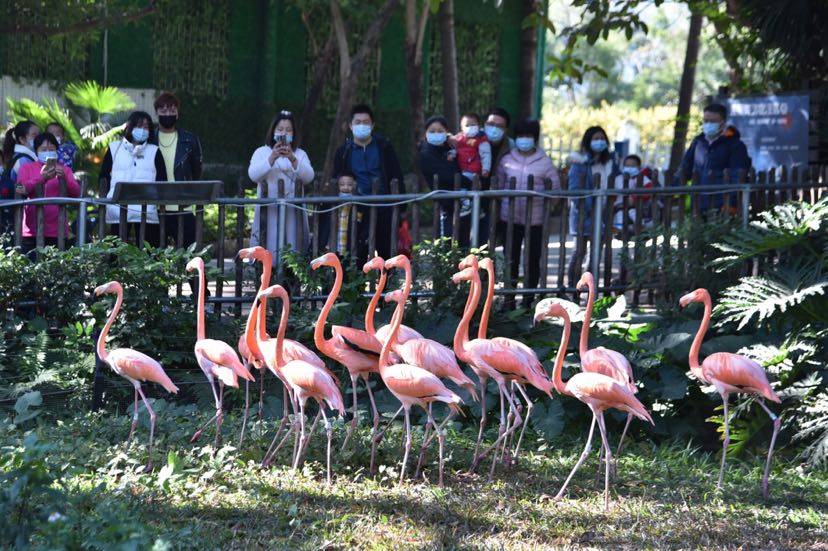 深圳野生动物园动物萌态十足吸引游人