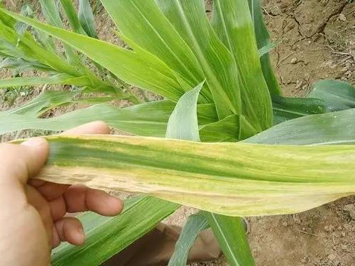 最全植物缺素症大全赶紧收藏起来