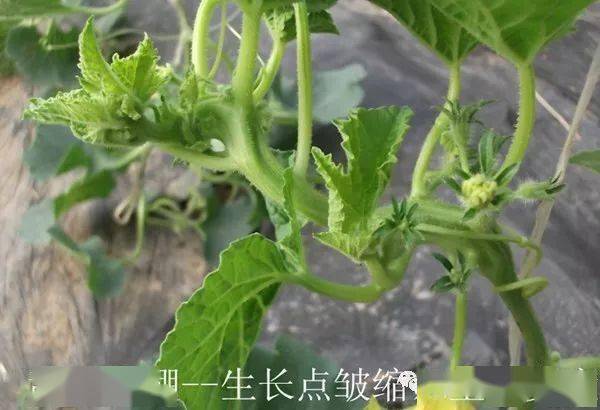 葉脈皺曲,空稈) 治療配方:嘉美紅利 嘉美腦白金淋根灌根,植物酶活劑