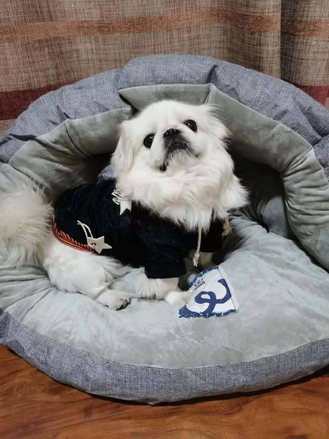 品种京巴犬婚否急需个女朋友爱好吃穿看热闹趁人不备管闲事儿