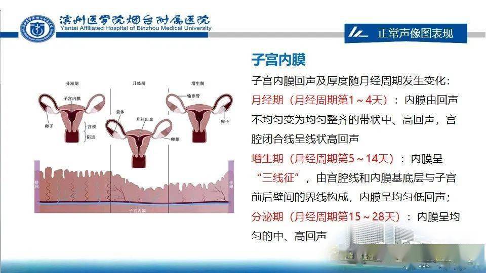 女性生殖系統解剖與婦科超聲檢查