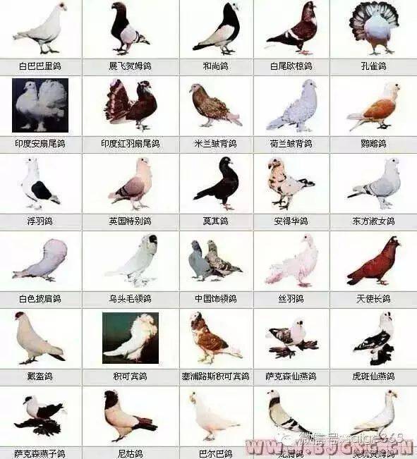 鸽子品种图片及名字图片