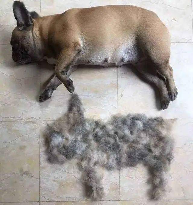 秋季狗狗疯狂掉毛,多数跟这几个原因有关系