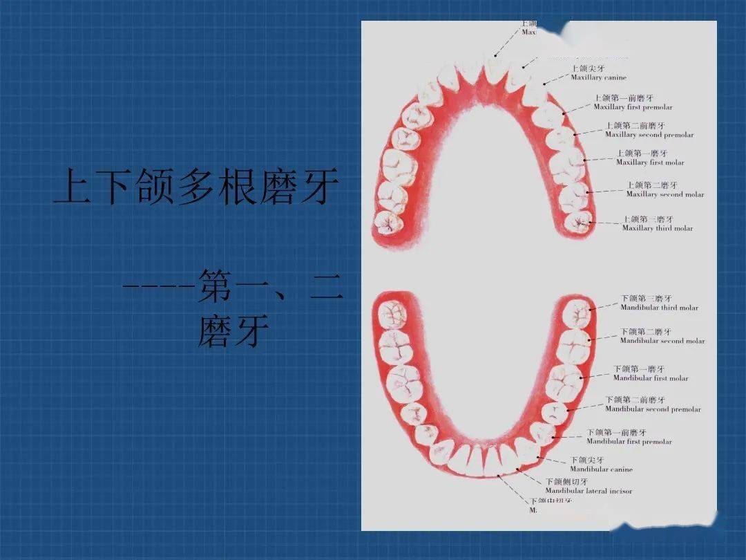 上下颌多根牙分根法