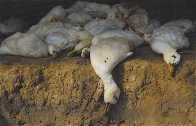 鸭瘟来也匆匆去也汹汹一旦得了鸭瘟应该怎样治疗