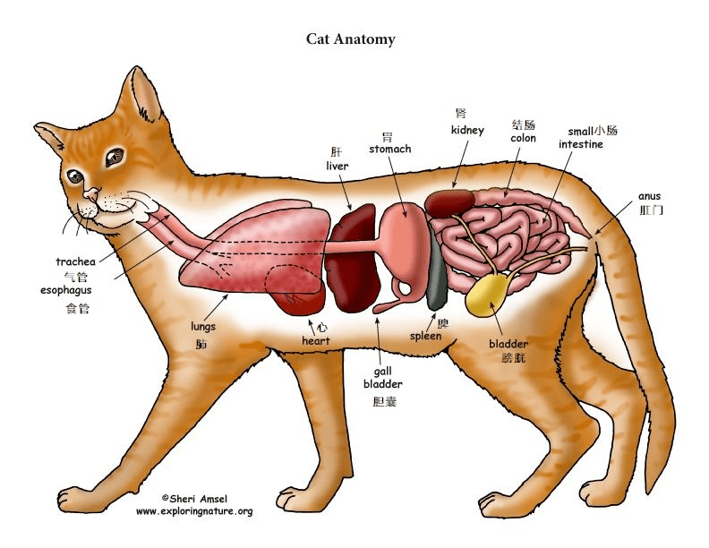 犬猫内脏正面解剖图图片