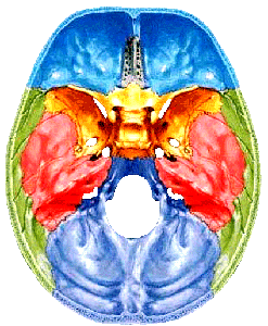 ①顱底內面不平整,6顱底內面觀② 後上腦顱前下面:顱骨以眶上緣和外耳