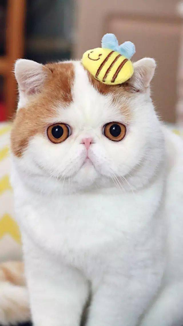 惊艳这只喵竟然长了一张超可爱的大饼脸