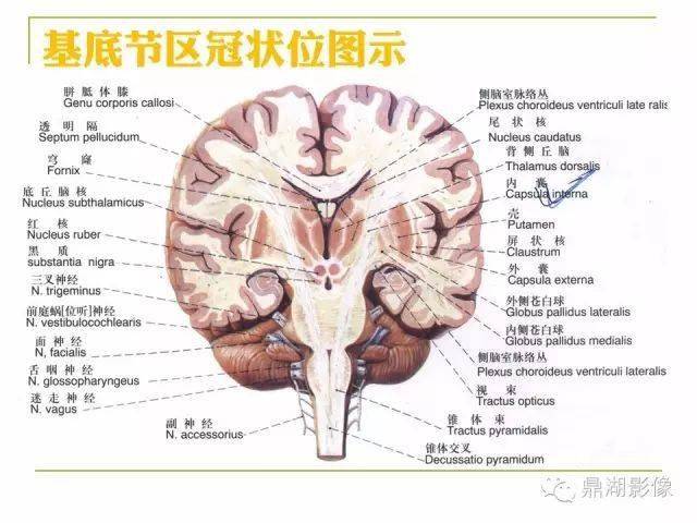 值得收藏!高清头颅mr解剖图谱