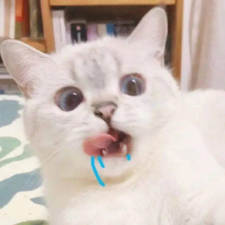 【沙雕表情包】猫咪臭娜娜表情包