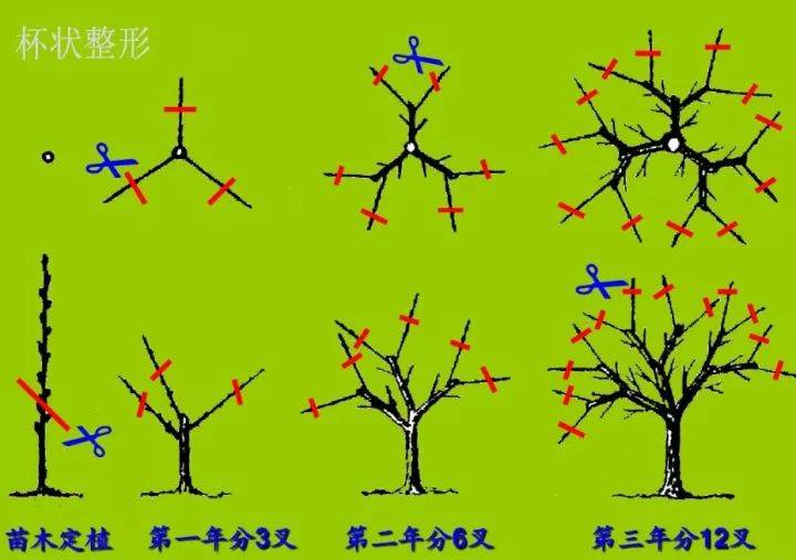 树形决定产量图文并茂超级实用的果树修剪技术