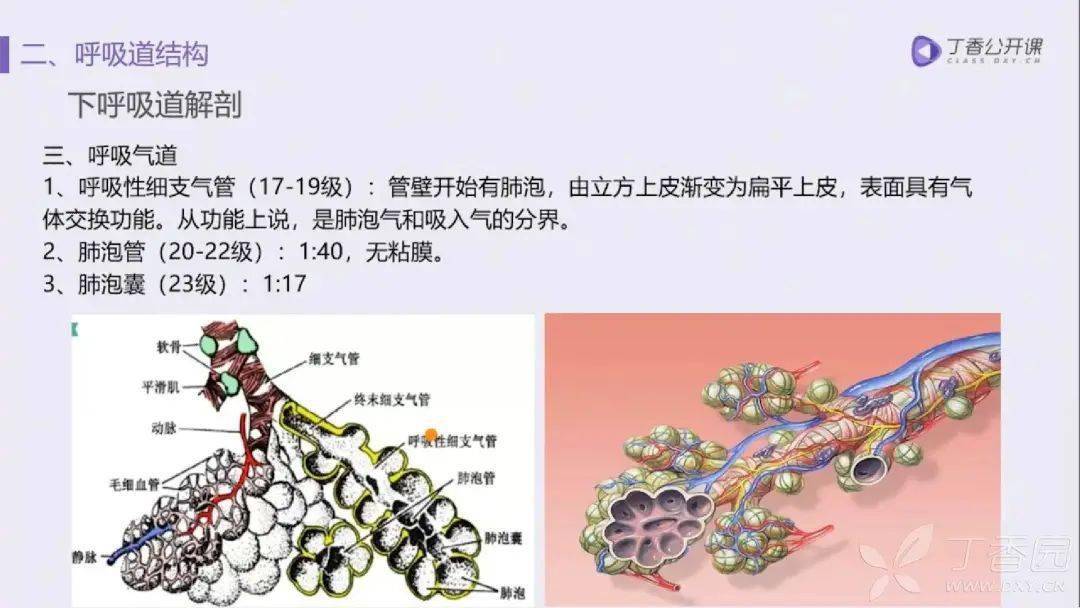 氣體交換最重要的結構在肺泡表面的毛細血管膜(如下圖),氧氣從肺泡腔