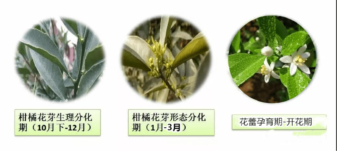 柚子树花芽分化过程图图片