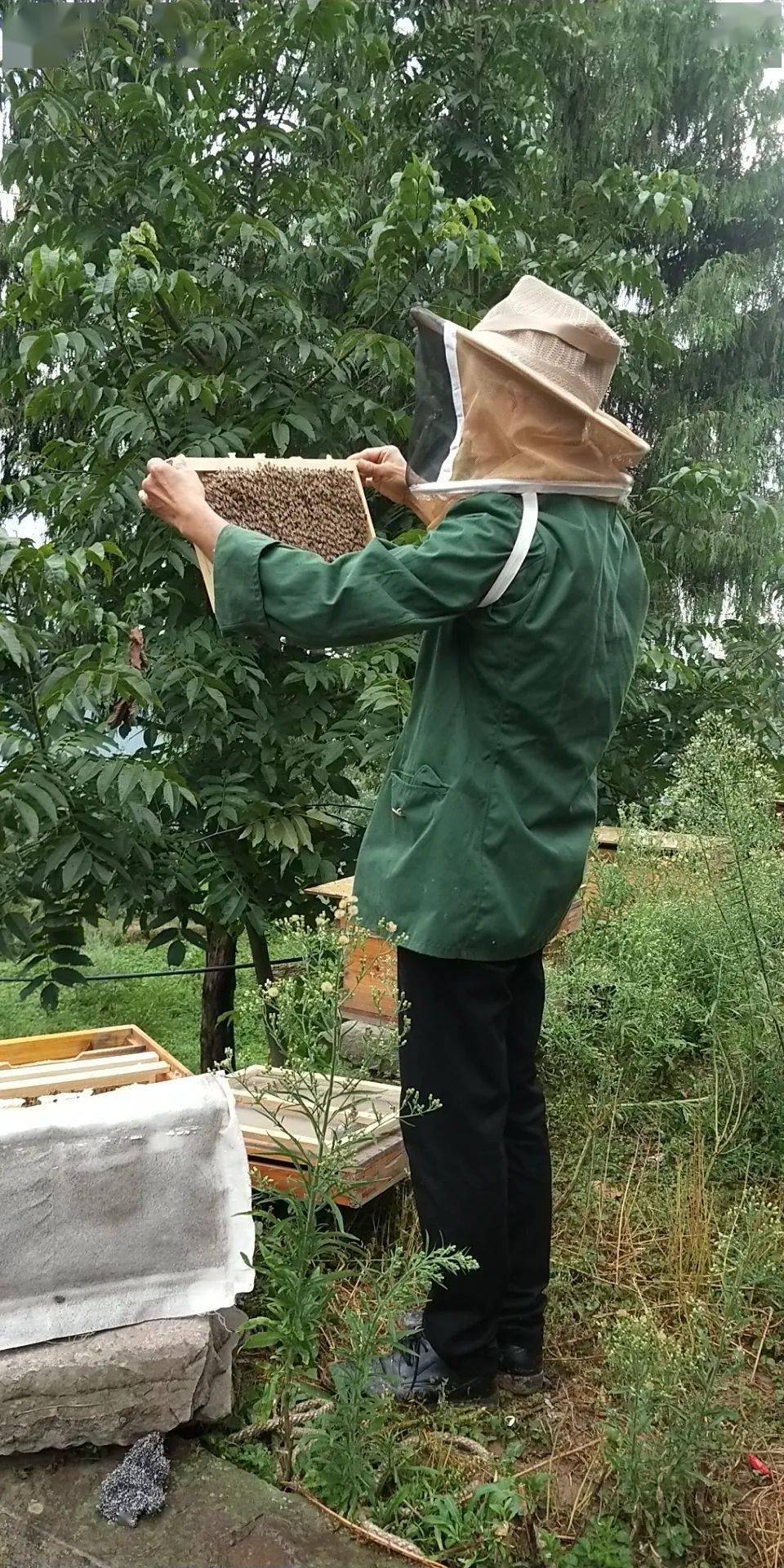 国家对养蜂有没有补助 养蜂补助是哪个部门管的