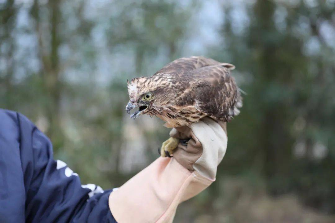 回家吧临海放生一批野生动物