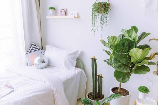 卧室里摆放两三盆花草,点缀一下就可以了.