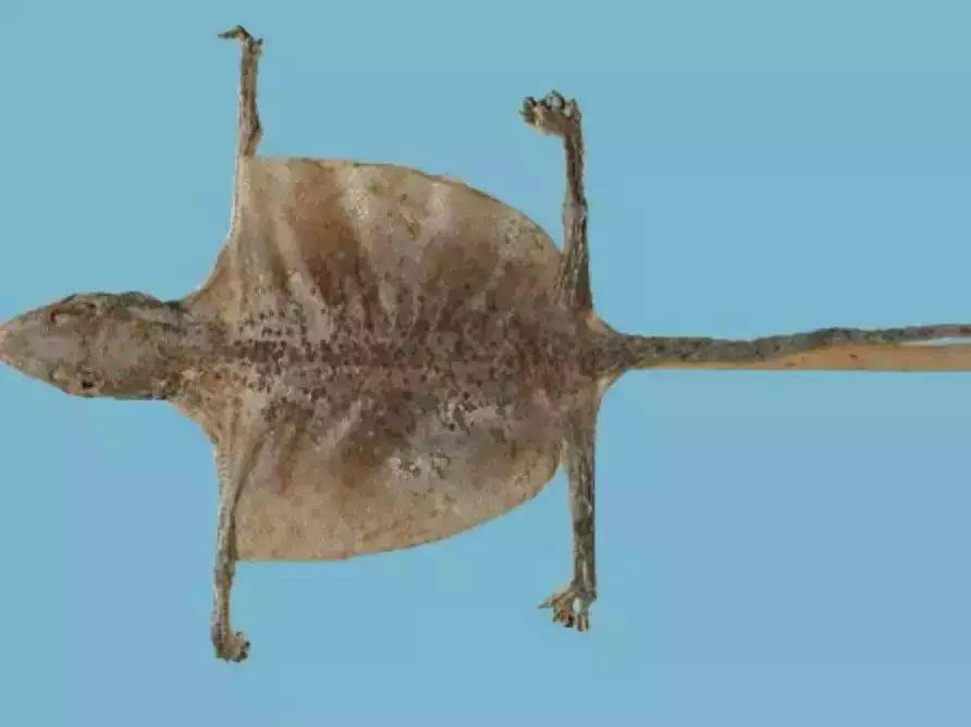 每日一味中药蛤蚧