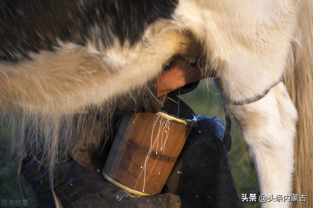 内蒙古酪蛋子图片