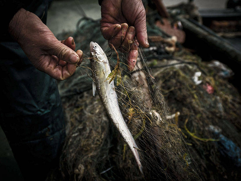 如今,长江鲥鱼已经绝迹将近30年,这就意味着在余下的20年多年时间里