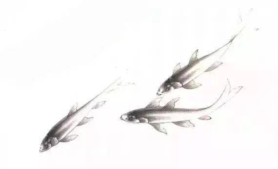 【国画教程】工笔画四种鱼的画法步骤