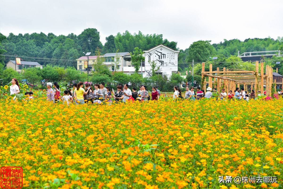 1月5日,株洲市文化旅游广电体育局官宣:株洲石三门现代农业公园响水园