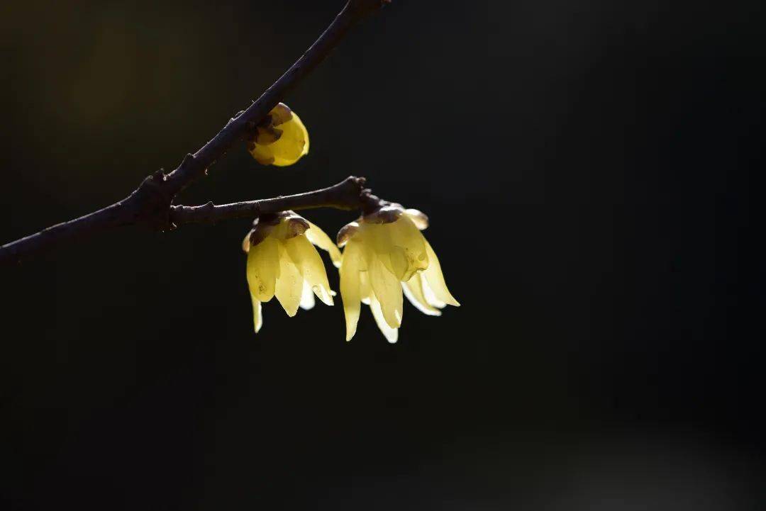 因为开放时不全张开而且张口向下,如金钟倒挂,所以又叫"金钟梅".