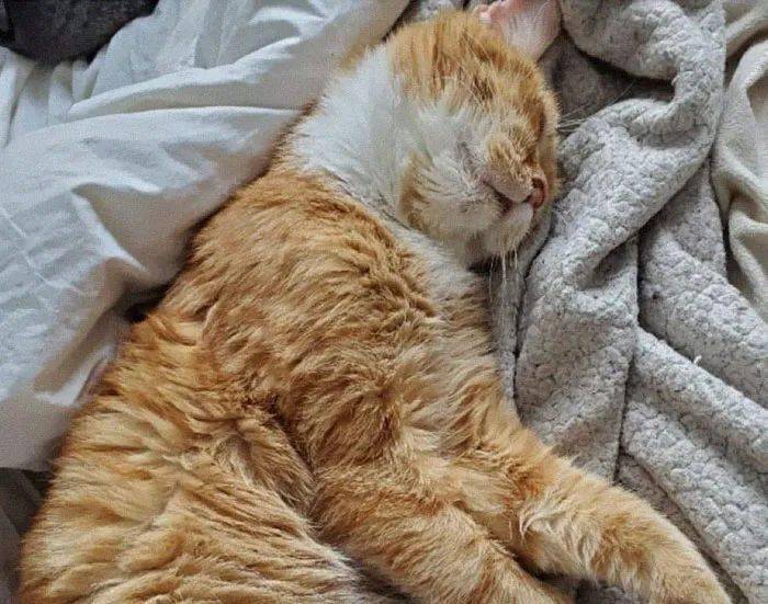 流浪的橘猫在临死前向人类求助求求你救救我吧