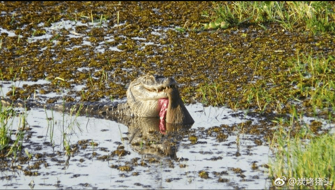 鳄鱼咬死水豚.