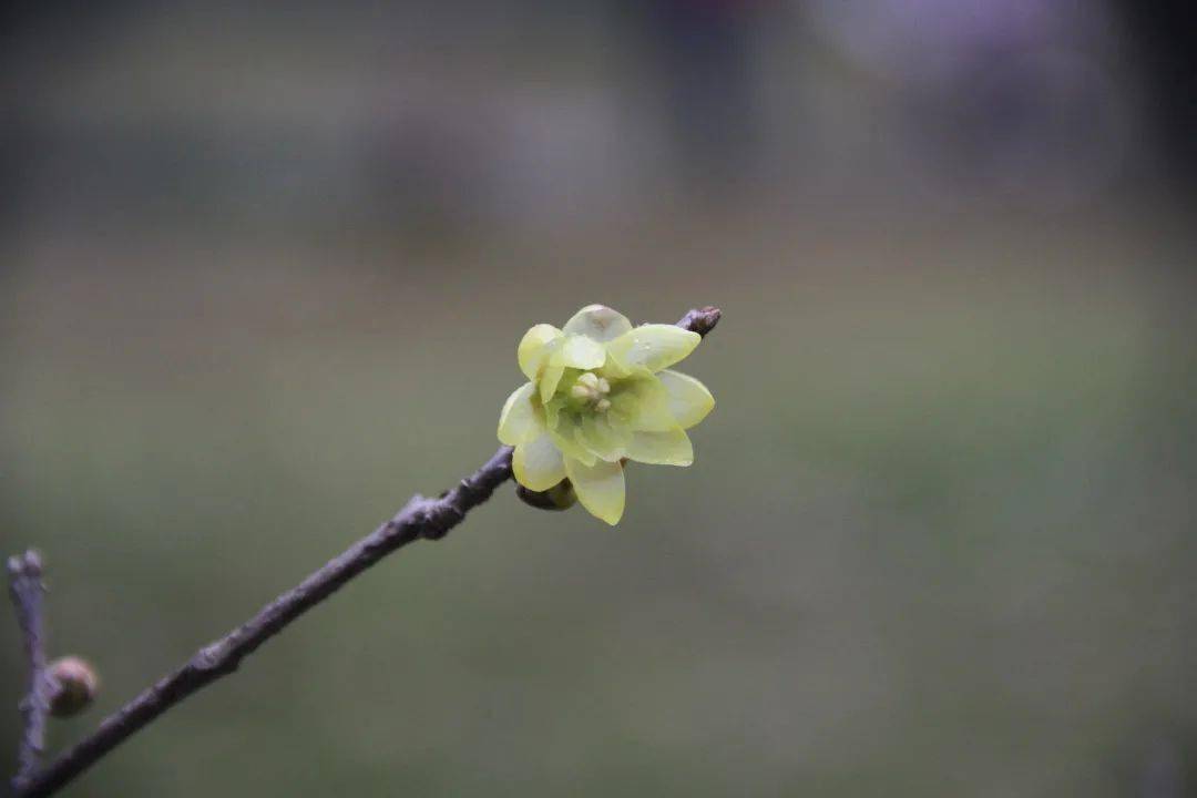 金钟细著行"的诗句,苏东坡称这种梅为"玉蕊"