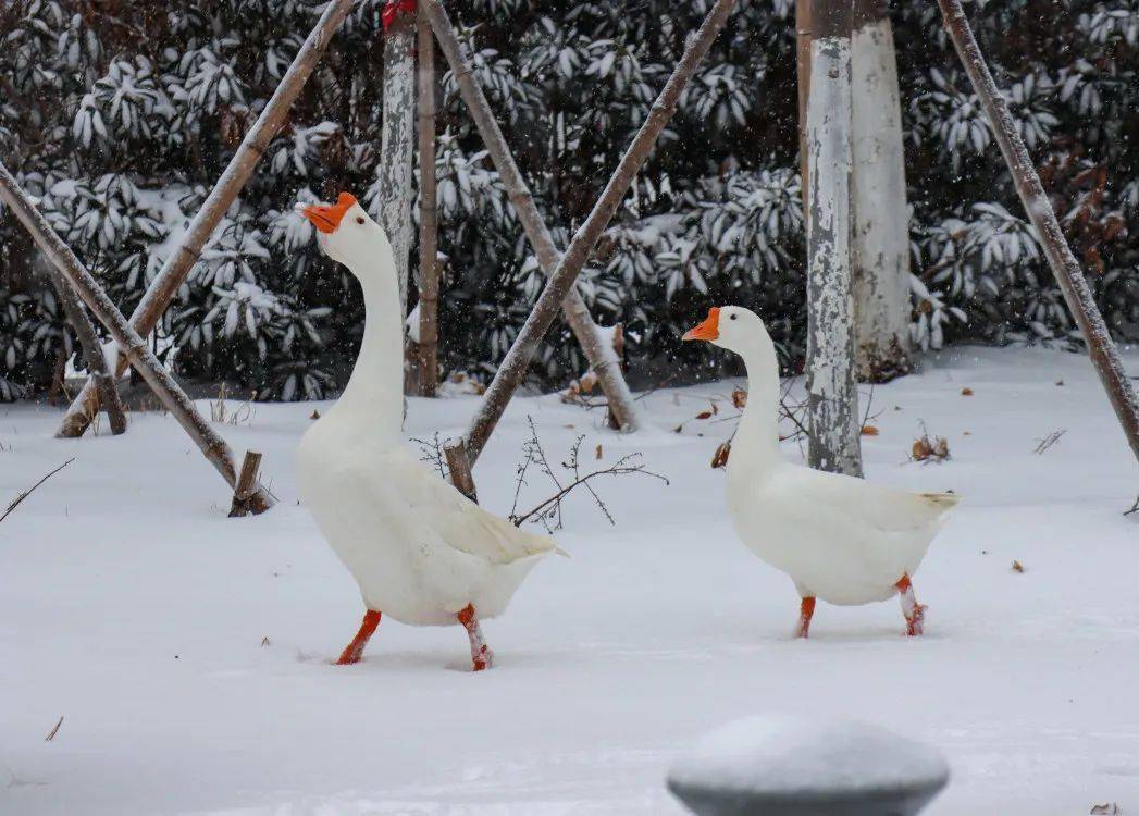 这是一份值得收藏的江海大烟火