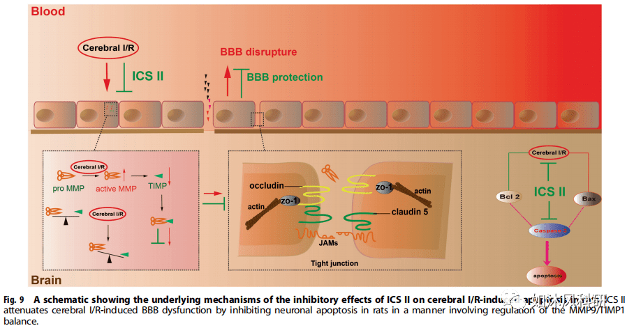 尤其是血脑屏障(bbb)的破坏,通过加重水肿和脑出血导致严重的出血性
