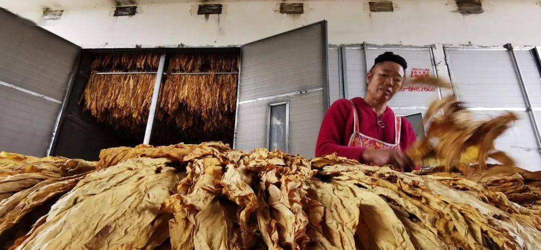 【比了再选 你是用电聪明人】电烤烟,烤出脱贫致富黄金叶