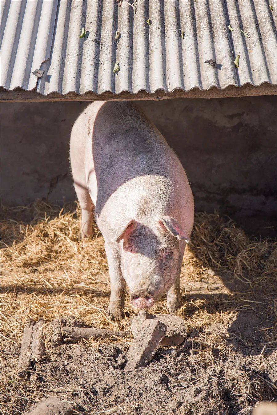 汉江文荟丨乡村人物老四