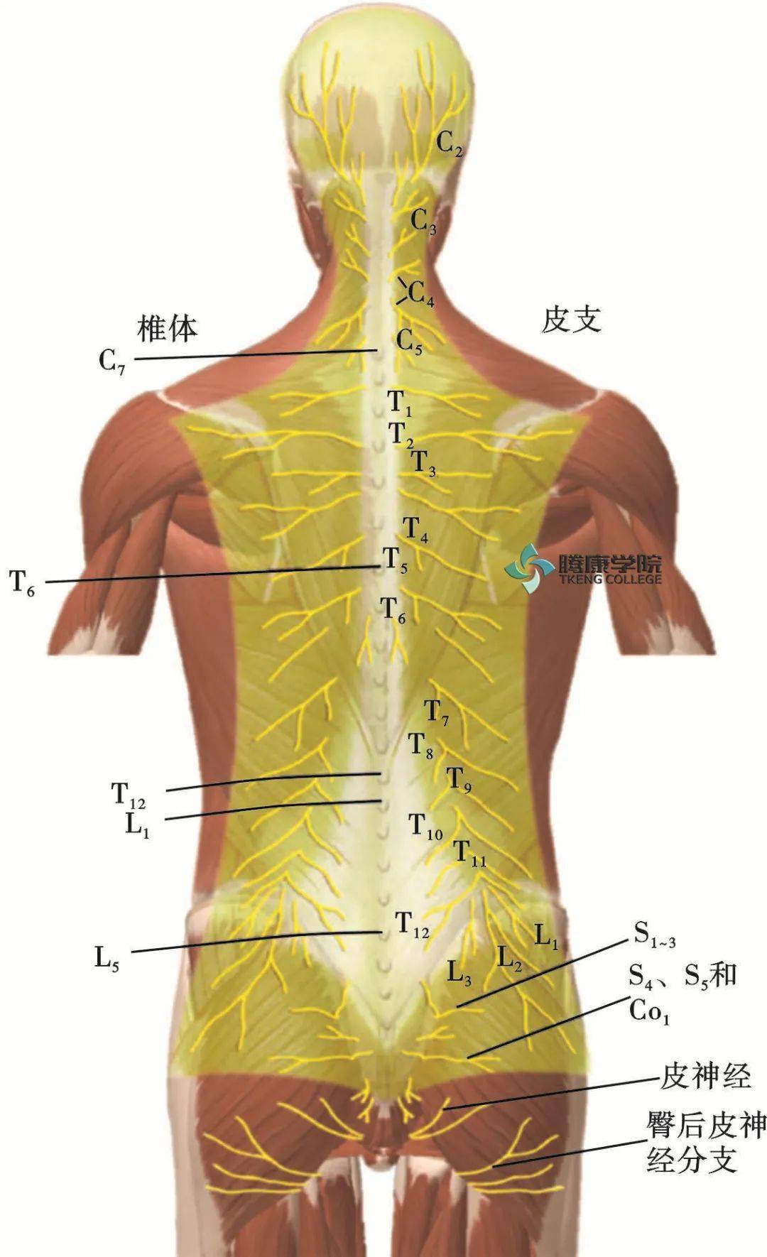 脊神经的分支简述