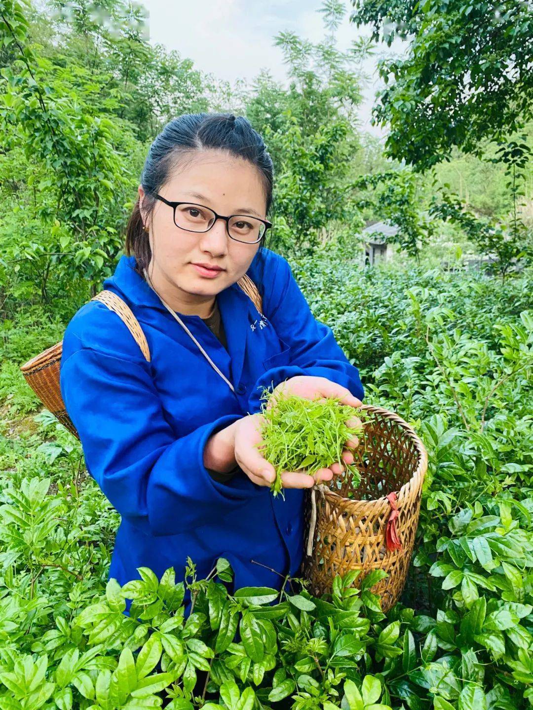 我叫李春燕,来自"莓茶之乡"永定区茅岩河镇青安村,是一个地地道道的