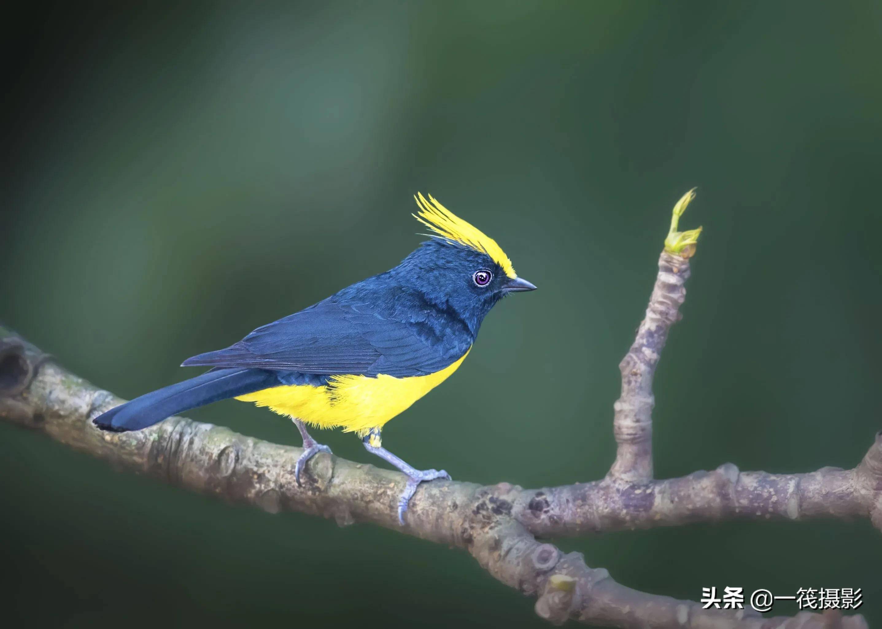 冕雀晓阳george摄影