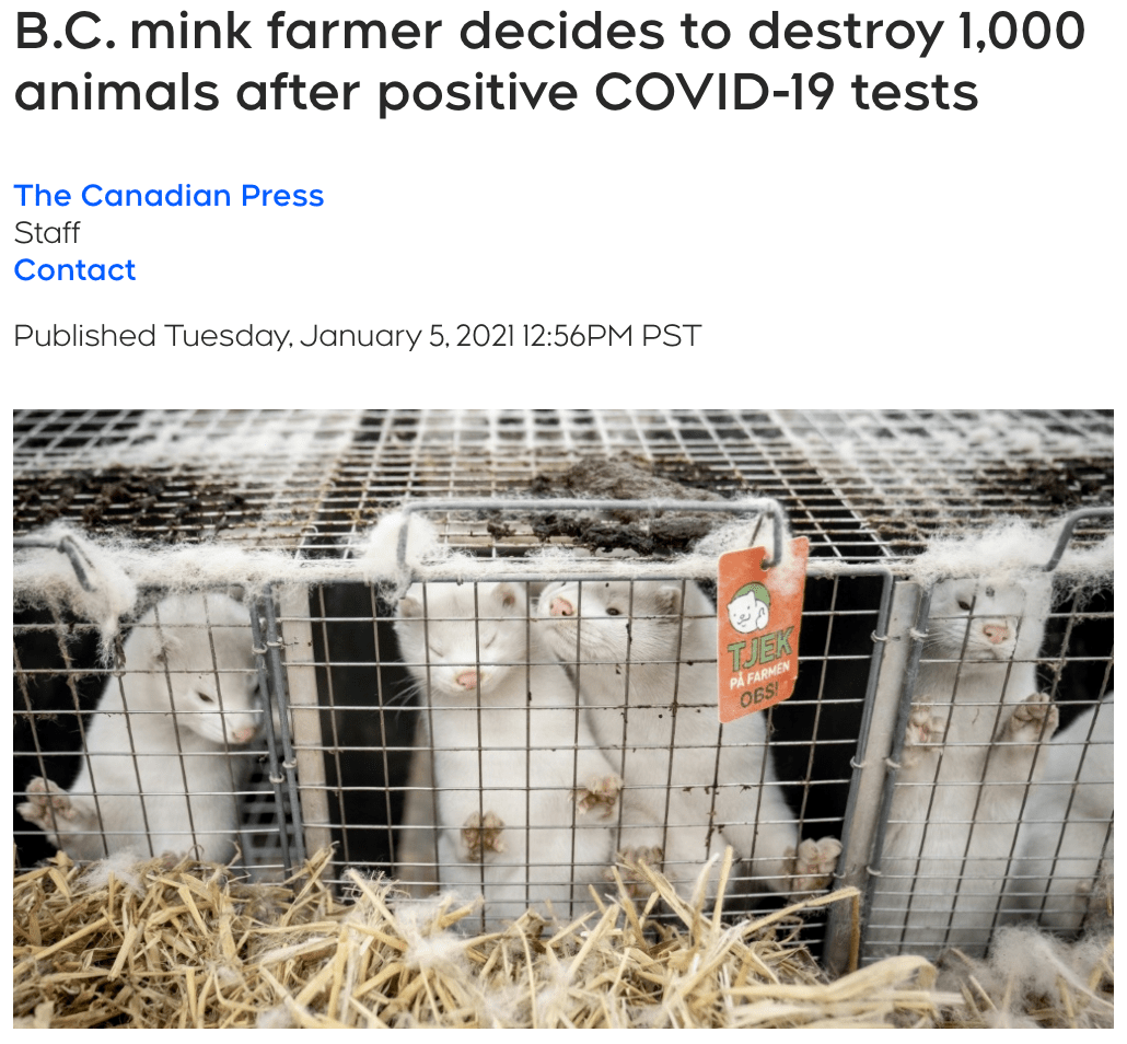 此前,第一个将病毒传播到水貂群的农场也有八名工人确诊新冠,bc省目前