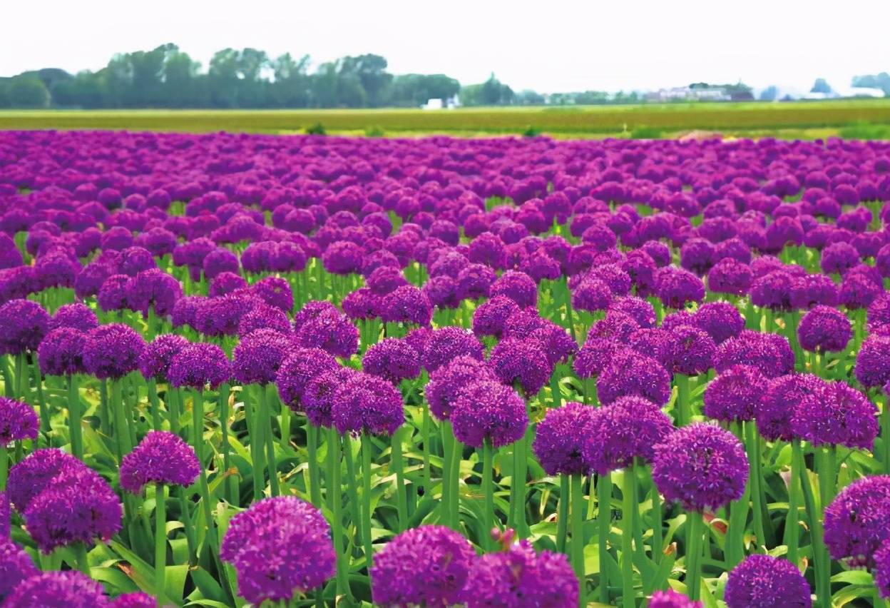 大花葱繁殖及病虫害防治栽培技术