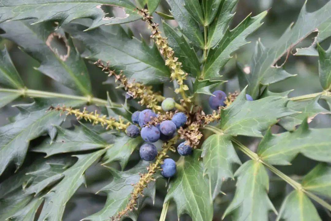 八角金盘-八角金盘的叶子像绿色的手掌捧着颗颗饱满果实由于果实液苘