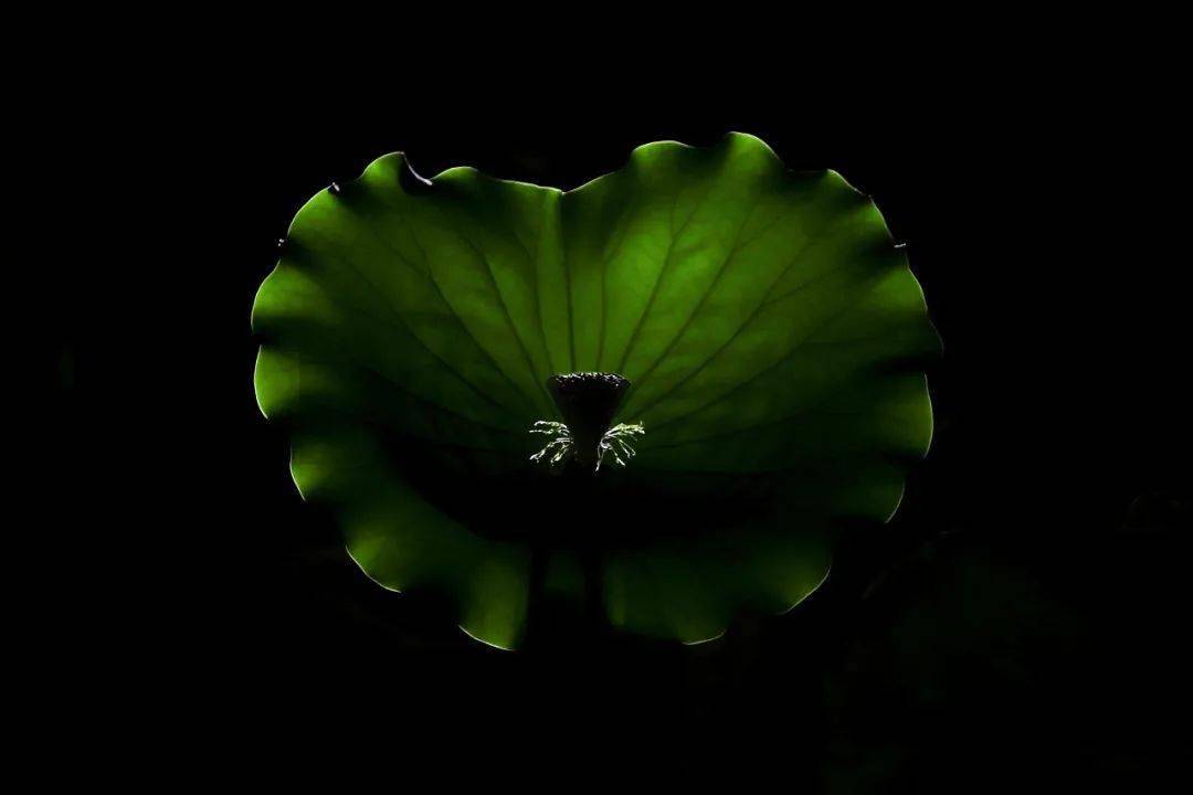 惠州廉洁文化摄影艺术作品展在市博物馆展出