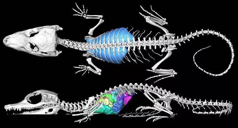 egelman丝状病毒法国鲁昂大学摄影:coraline héron心脏淋巴的网络