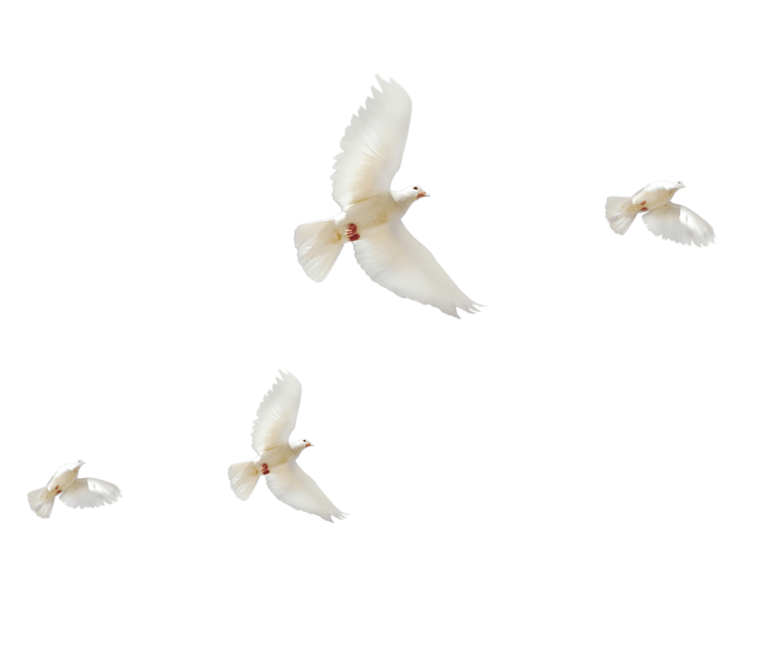 品读丹青原来齐白石是这样绘写和平鸽的