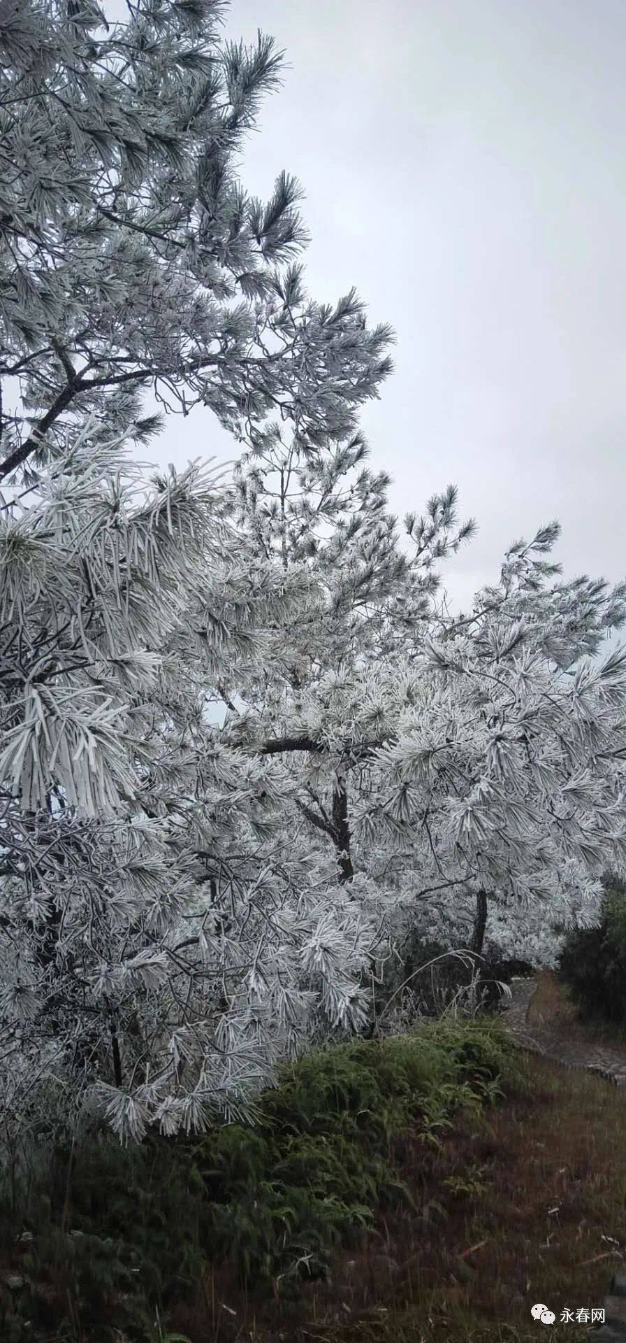 摄影丨永春网网友陈佐亮对于一直在等待下雪的朋友们来说这一场雪来