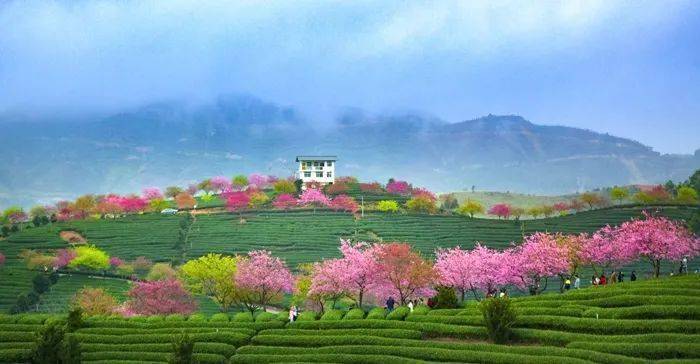 福建中国最美樱花胜地十万株樱花1月起次第开放